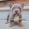 Lilac Tri Micro Bully Puppies Off Blockchain Available