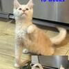 Big Beautiful Maine Coon Kitten