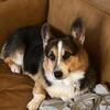 AKC Pembroke Welsh Corgi standing at stud. He is a triple clear redheaded tricolor.