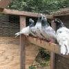 Pakistani highflying Pigeons