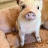 Mini Pigs Registered
