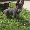 AKC Blue and Tan German Shepherd