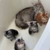 European Maine Coon Kittens