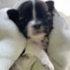 Adorable Male Shih Tzu puppy