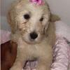 Beautiful Golden Doodle Pups
