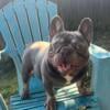 BLAZE the french bulldog Open For Stud