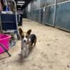 Sweet corgi female 2 yrs old 