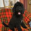 Standard Poodle Male Puppy All Black Coat