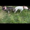 Bully pups for sale 