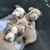 Male American Bully Pups