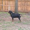 AKC registered Rottweiler puppies for sale!