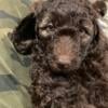 Standard Poodle Puppies