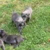 Cane corso pups 800 bucks ready now