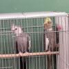 I have 1 pair of Cockatiels need homes asap