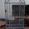 Med/large bird cage available