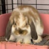 Super sweet Broken Fox chocolate carrier Holland lop Buck