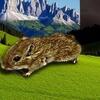 XL Gerbils