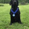 AKC English Labrador Stud 