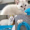 Lynx point siamese kitten female