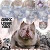 Exotic Merle bully stud