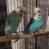 2 Budgies need to be re-home $50 for both or best offer