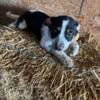 Adorable Blue Heelers