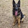 Proven Black and Tan Male for stud