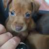 Min pinscher puppies