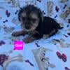 Yorkie puppies ready Oct 1st