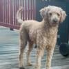 Proven red mini golden doodle stud (stud only)