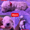 White F1BB Goldendoodle Christmas Puppies (Available Dec 6)