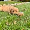 Red Golden Retriever Puppies