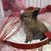 Bunny Breeder Dwarf Holland Lop Lionlop Lionhead Mini Lops