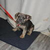 puppy frenchie