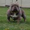 Ukc registered American bully pups