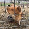 2 KuneKune 1 year old gilts