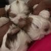 2 month old puppies for sale