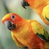 Sun Conures