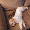 Cavachon