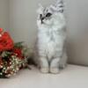 Purebred silver Persian doll face male kitten