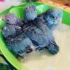 Parrotlet Beautiful Babies