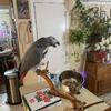 African Grey Parrot Available 