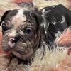 Exotic Merle Harlequin Bully Female For Sale!!