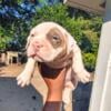 American Pitbull Puppy