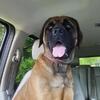 AKC English Mastiff Puppies - Ready to go home now!