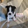 Boston Terrier  puppies for sale.