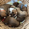 Boxer puppies