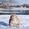 OPEN FOR STUD - POCKET AMERICAN BULLY - ASYLUMS MAGNUS