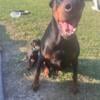 Black & Rust Female Doberman Puppies