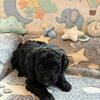 Micro bernedoodle